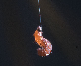 Larch Casebearer larvae